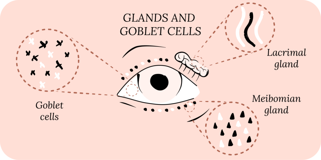 Glands and goblet cells