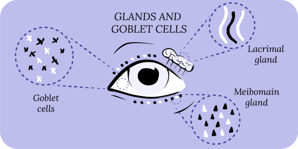 Glands and goblet cells