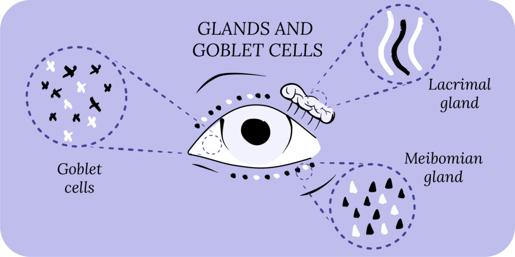 Glands and goblet cells