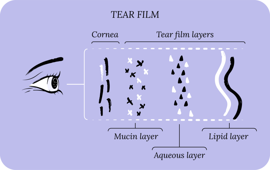 Tear film: cornea, tear film layers, mucin layer, aqueous layer, lipid layer