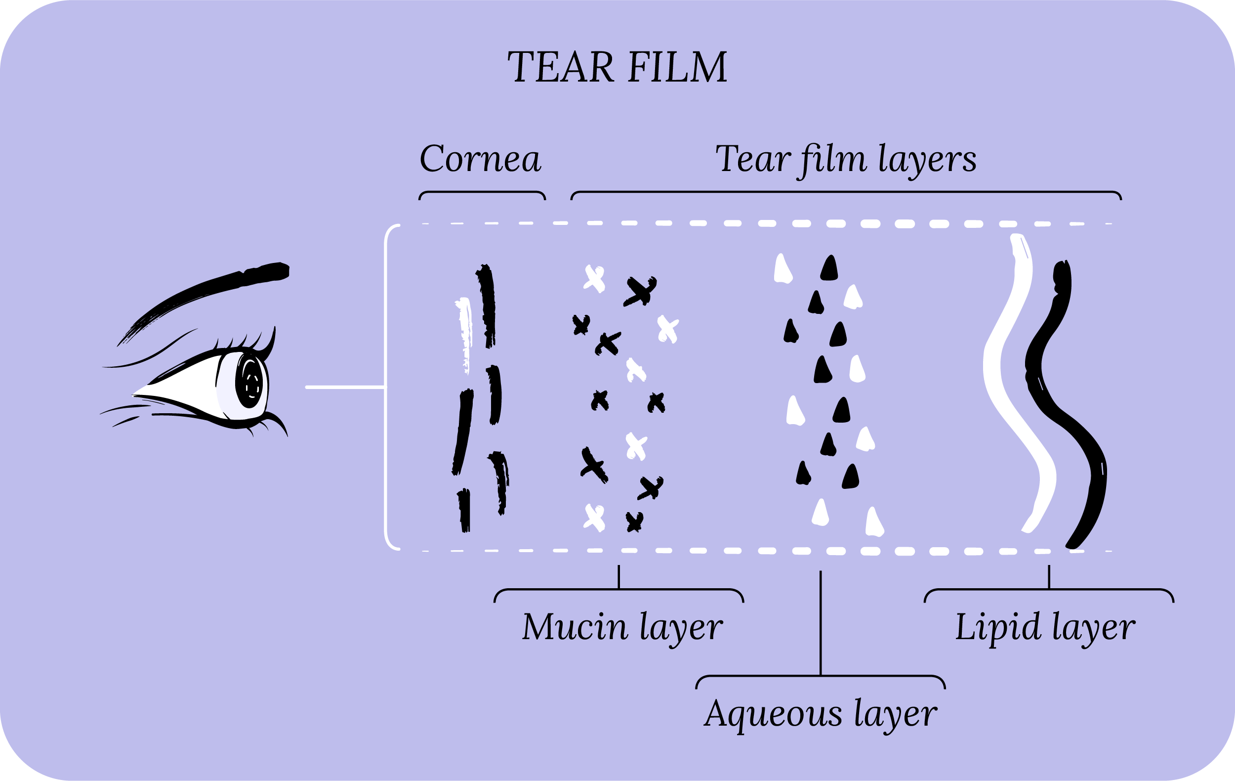 Tear film: cornea, tear film layers, mucin layer, aqueous layer, lipid layer